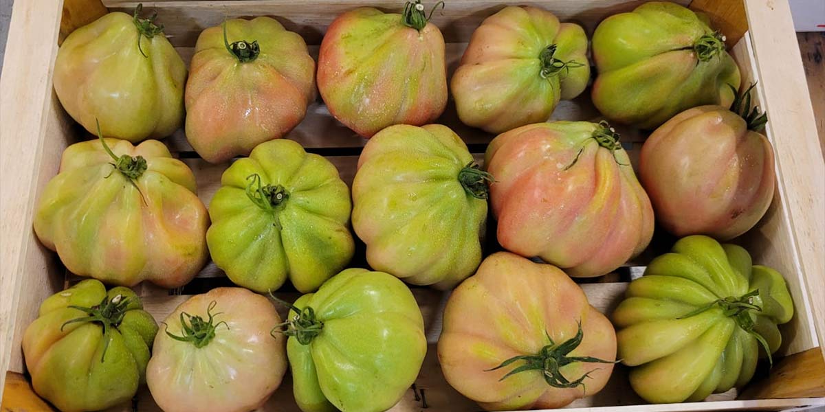 Pomodoro cuore di bue - Veneto - 3 euro al chilogrammo